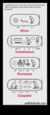 Khufu Cartouche Nähtav seiklus ajal Aegunud-Egiptuse kuninglike nimede